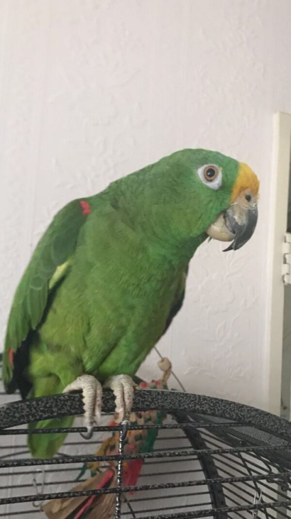 Yellow-Crowned Amazon Parrot For Sale