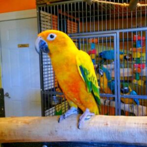 Sun Conures For Sale