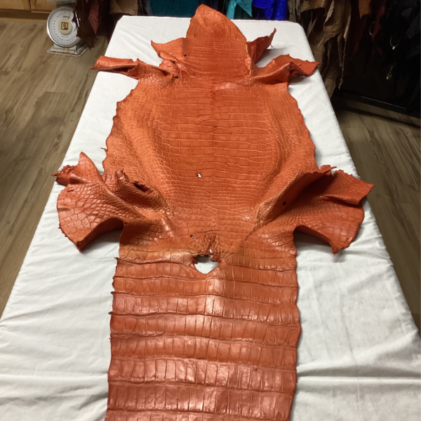 Orange Belly Alligator Skin For Sale