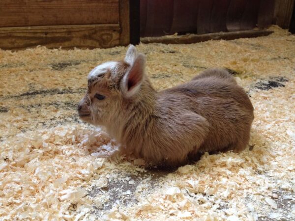 Dwarf Goat For Sale