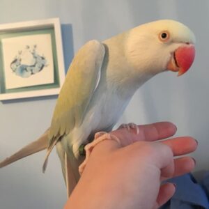 Indian Ringneck Parrots For Sale