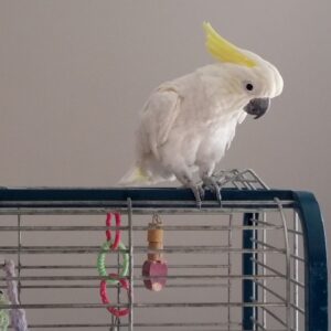 Yellow Crested Cockatoo For Sale