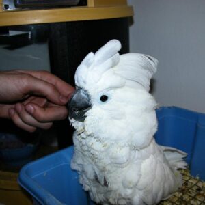 Portia The White Cockatoo For Sale