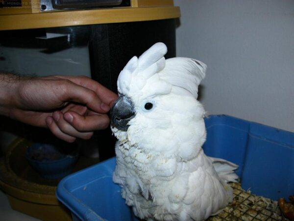 Portia The White Cockatoo For Sale