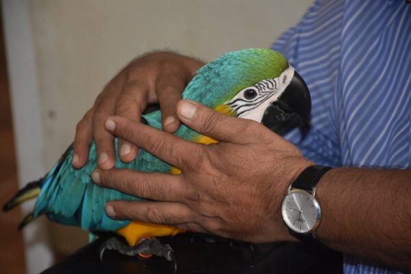 Blue And Godl Macaw Parrots For Sale