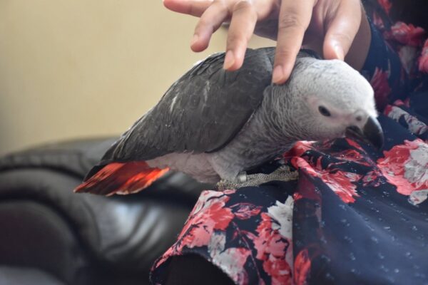 African Grey Parrot For Sale