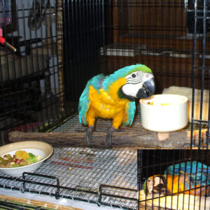 Harlequin Macaw Parrots For Sale