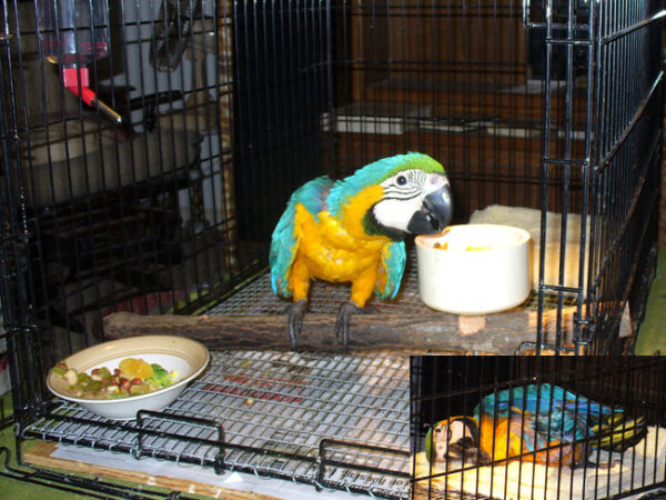 Harlequin Macaw Parrots For Sale