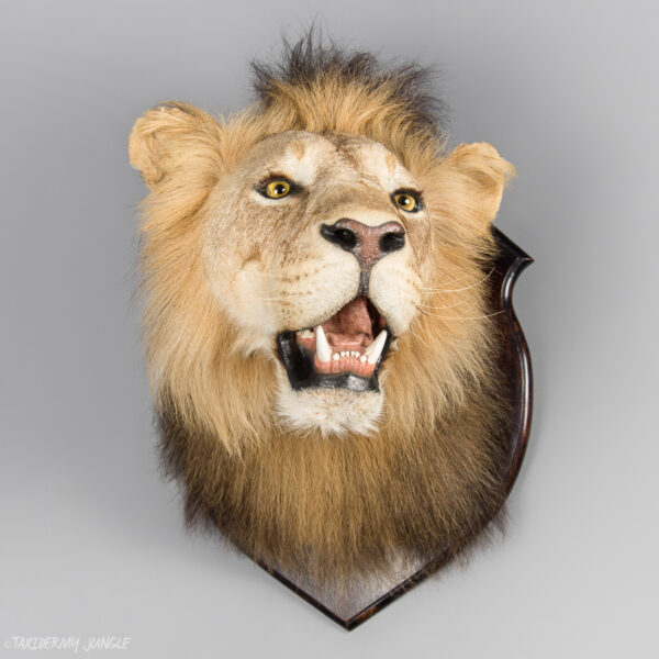 1/2 African Lion Taxidermy Mount For Sale