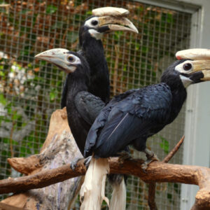 Hornbill for sale