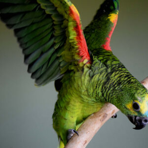 Amazon Parrots For Sale