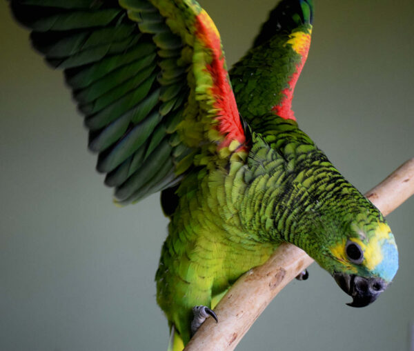 Amazon Parrots For Sale