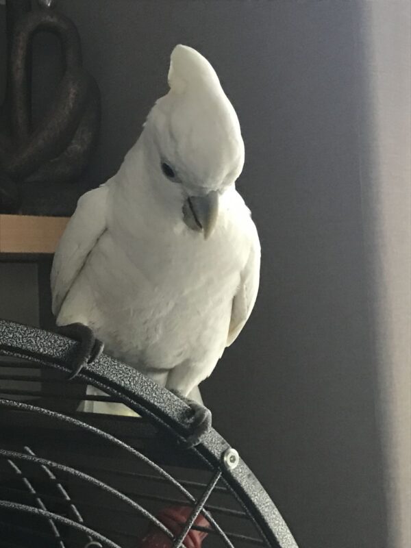 Ducorps Cockatoo for sale