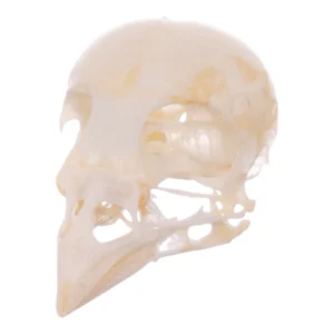 Real Finch Skull For Sale