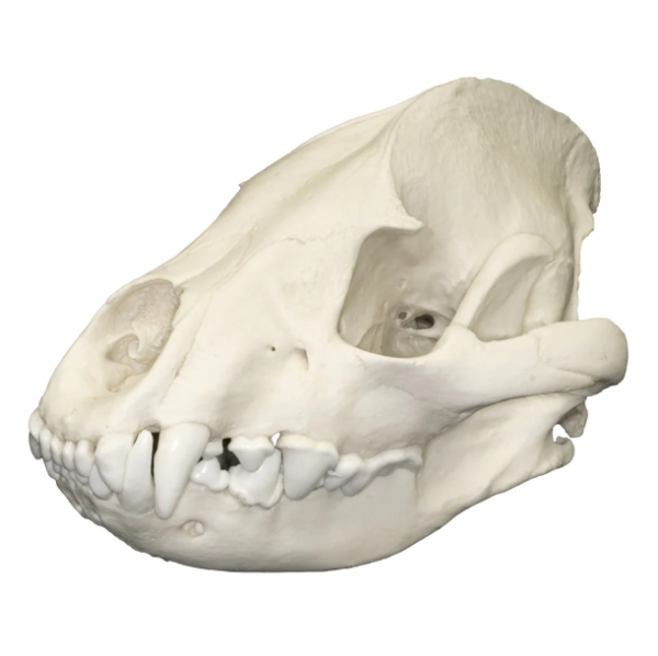 Real Spotted Hyena Skull For Sale