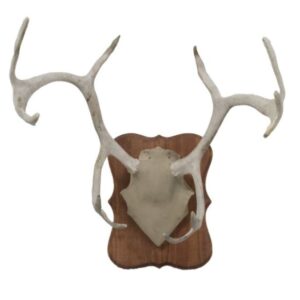 Caribou taxidermy antler plaque for sale