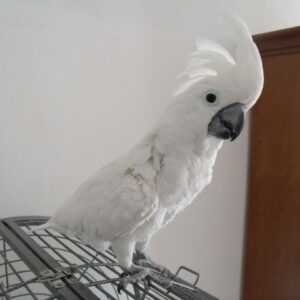 Umbrella Cockatoo