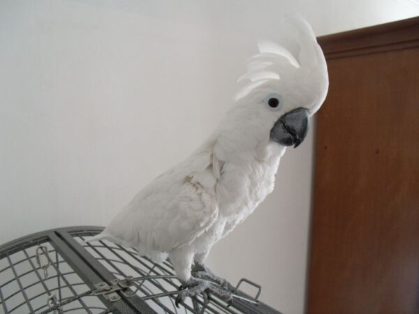 Umbrella Cockatoo For Sale