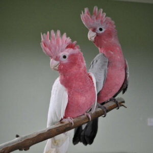 Galah Cockatoo For Sale