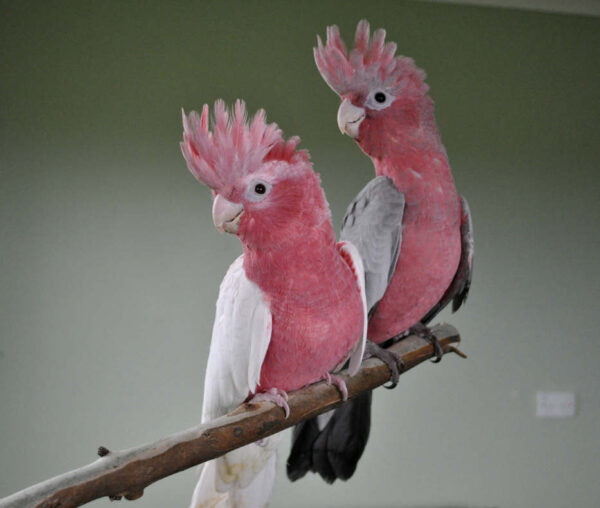 Galah Cockatoo For Sale