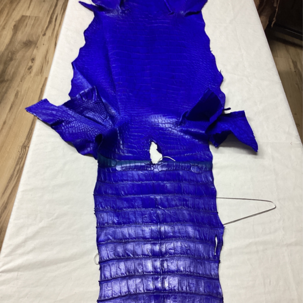 Royal Blue Belly Alligator Skins For Sale