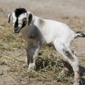 Sally The Arapawa Goat