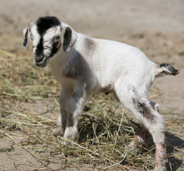 Sally The Arapawa Goat