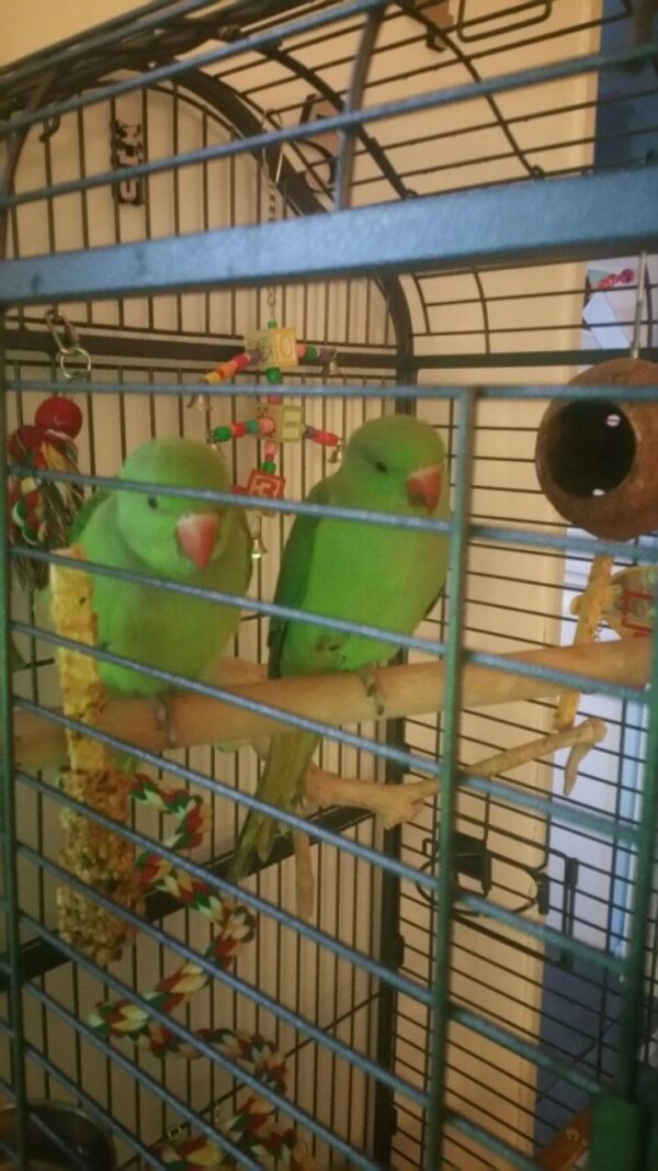 Indian Ringneck Parrots For Sale