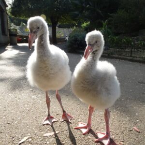 Flamingo Birds For Sale