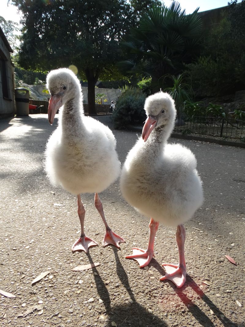 Flamingo Birds For Sale