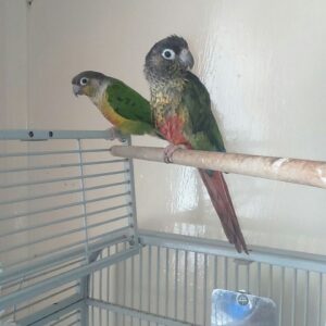 Yellow Sided Green Cheek Conure Parrot