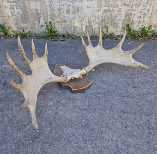 Alaskan Moose For Sale