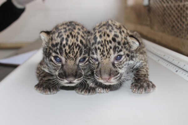 Jaguar Cubs For Sale