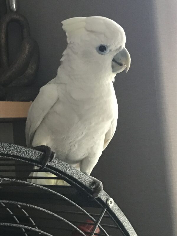 Ducorps Cockatoo for sale