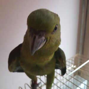 Yellow-Naped Amazon Parrot For Sale