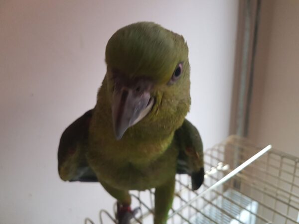 Yellow-Naped Amazon Parrot For Sale