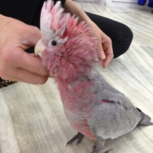 Galah Cockatoo For Sale