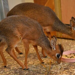 Dik-Dik for sale