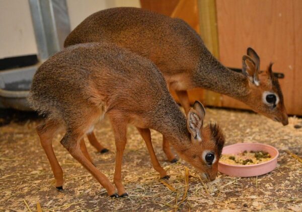 Dik-Dik for sale