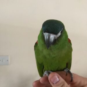 Hahns Macaw For Sale