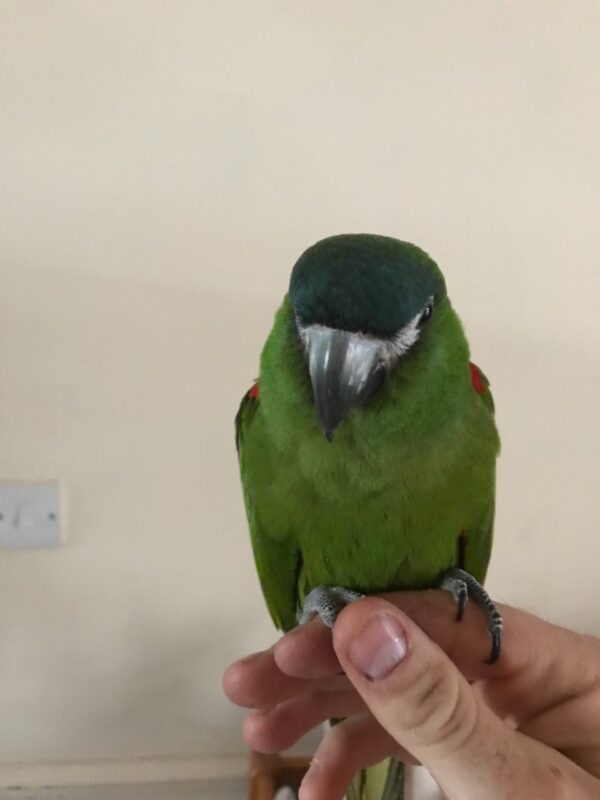 Hahns Macaw For Sale