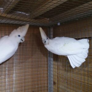 Ducorps Cockatoo for sale