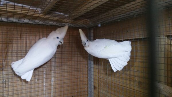 Ducorps Cockatoo for sale