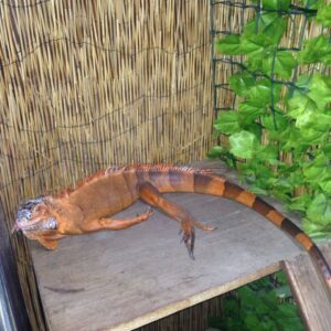 Iguana For Sale