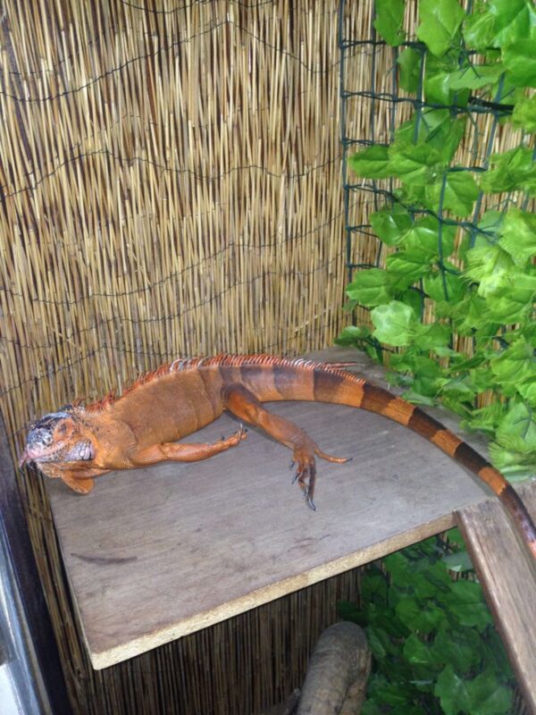 Iguana For Sale