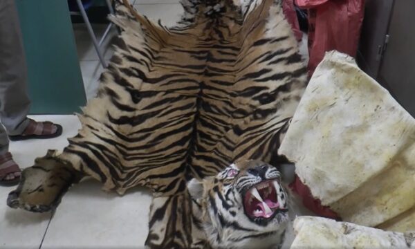 Tiger Skin for sale