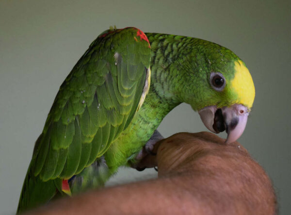 Double Yellow Headed Amazon Parrot For Sale