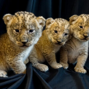 Triplet Lion Cubs For Sale