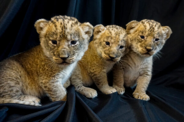 Triplet Lion Cubs For Sale