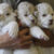 Triplet White Lion Cubs for sale